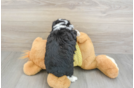 Mini Aussiedoodle Puppy for Adoption