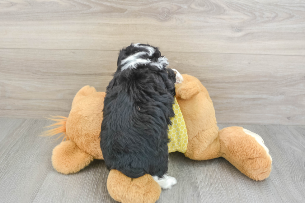 Mini Aussiedoodle Puppy for Adoption