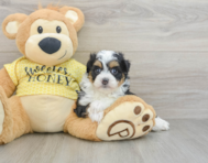 8 week old Mini Aussiedoodle Puppy For Sale - Windy City Pups