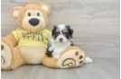 Smart Mini Aussiedoodle Poodle Mix Pup