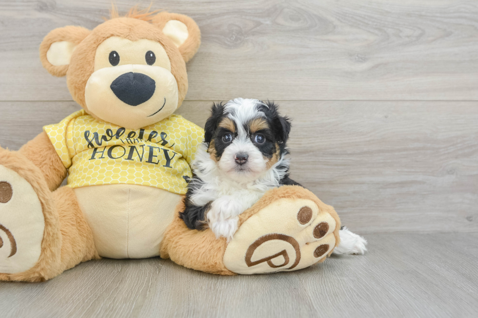 Smart Mini Aussiedoodle Poodle Mix Pup