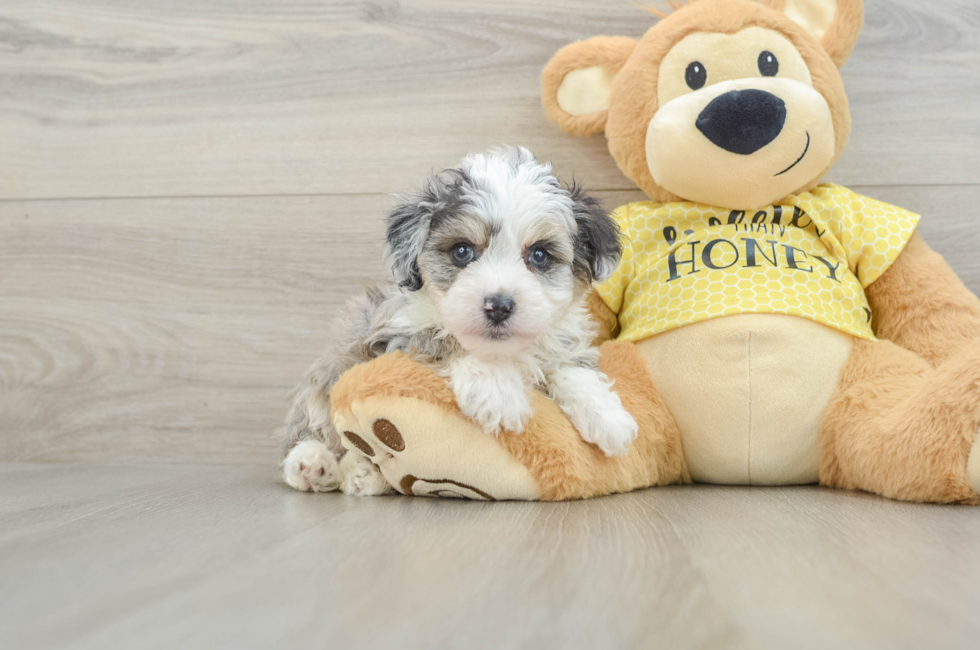 6 week old Mini Aussiedoodle Puppy For Sale - Windy City Pups