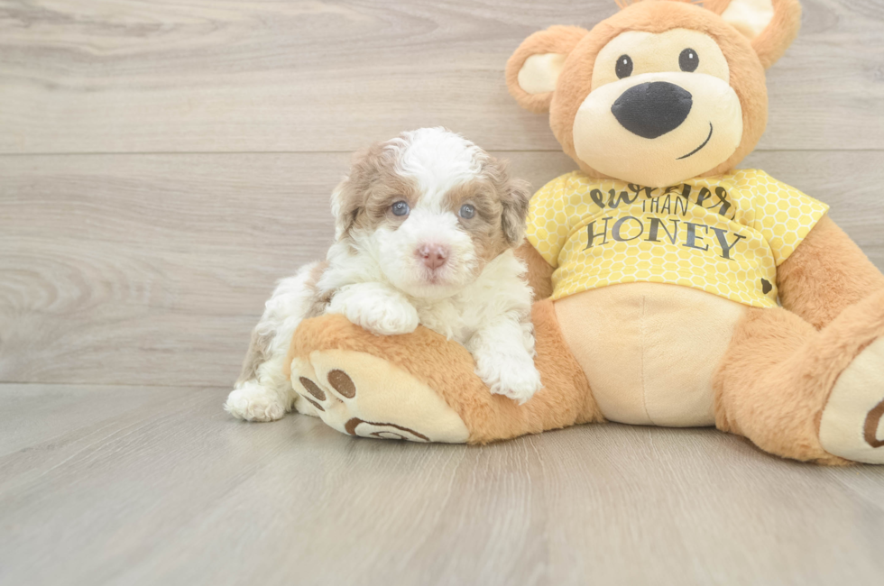 5 week old Mini Aussiedoodle Puppy For Sale - Windy City Pups