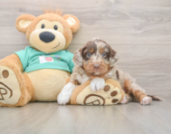5 week old Mini Aussiedoodle Puppy For Sale - Windy City Pups