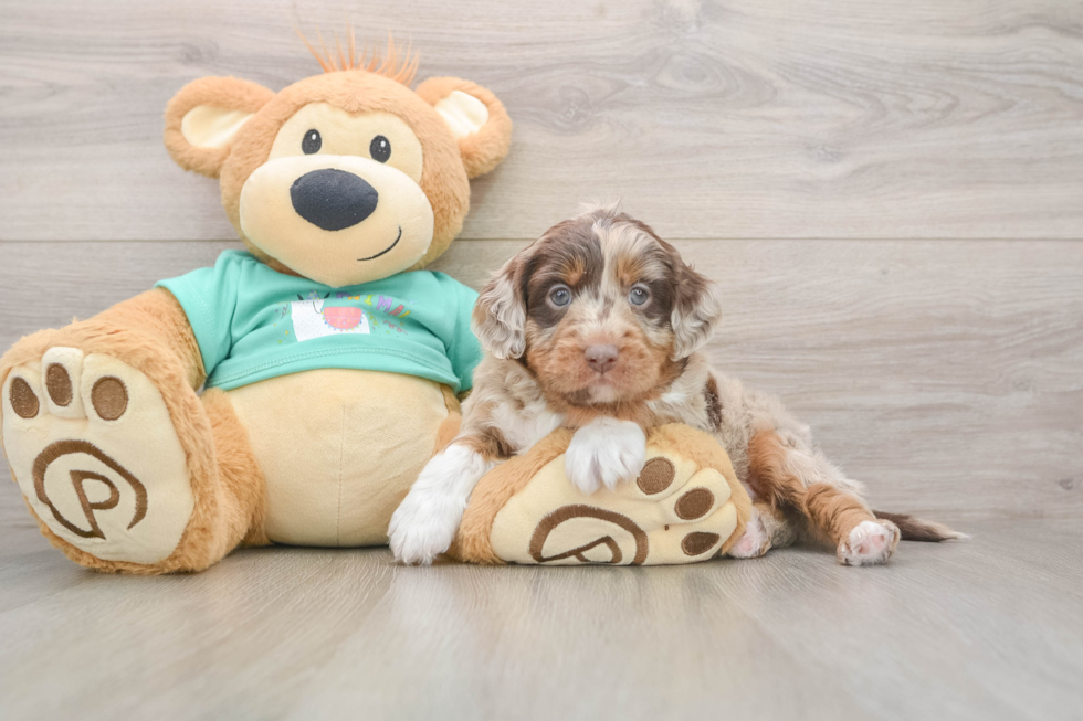Best Mini Aussiedoodle Baby