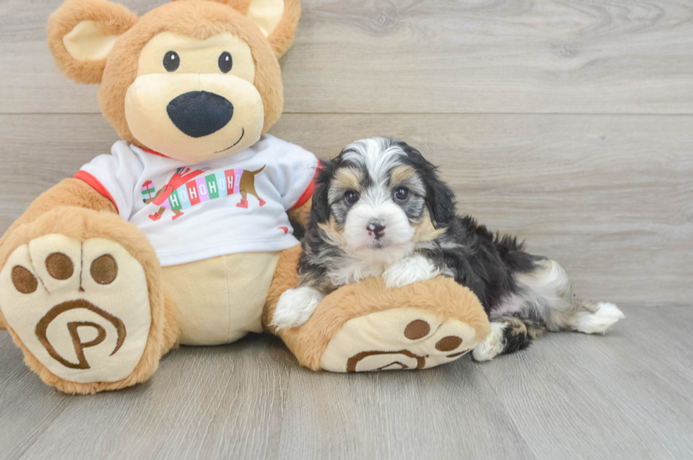 5 week old Mini Aussiedoodle Puppy For Sale - Windy City Pups