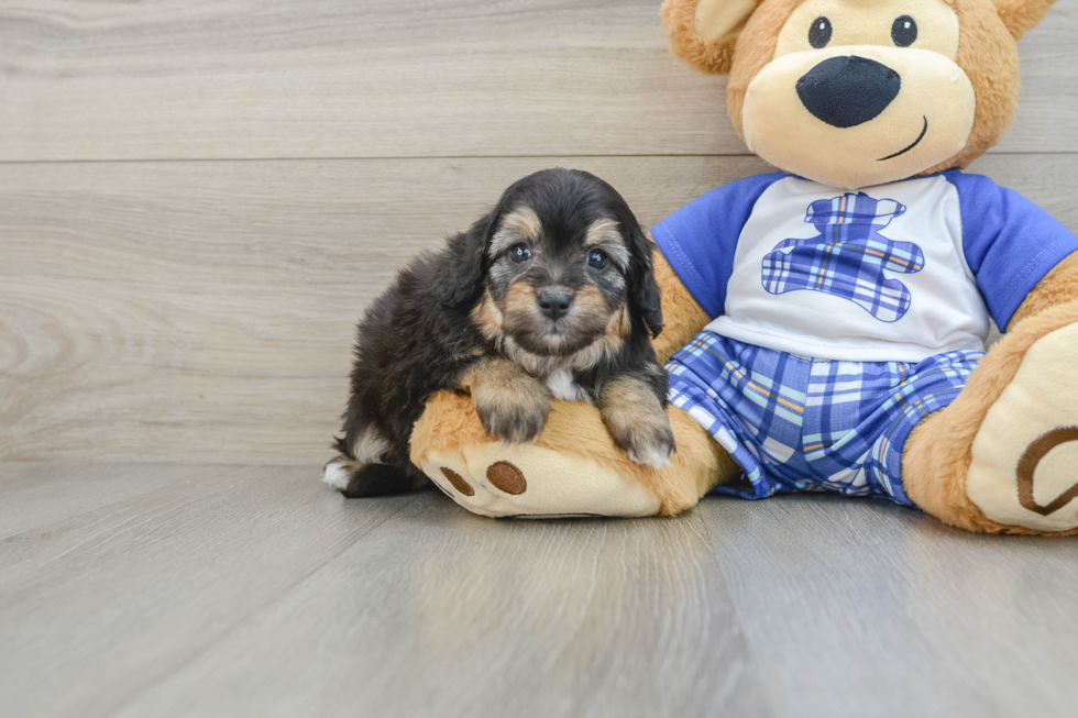 Playful Mini Aussiepoodle Poodle Mix Puppy