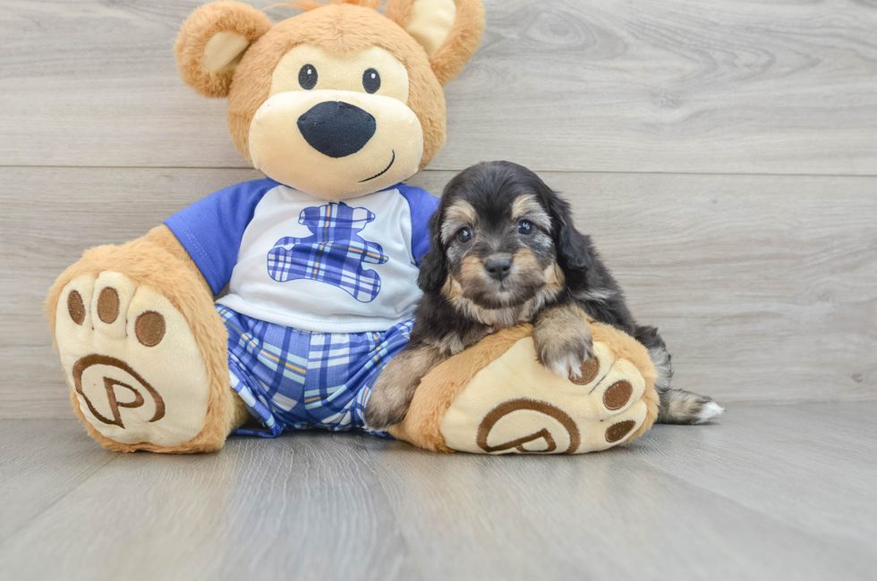 6 week old Mini Aussiedoodle Puppy For Sale - Windy City Pups