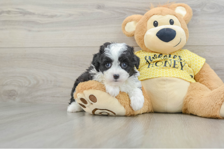 Mini Aussiedoodle Pup Being Cute