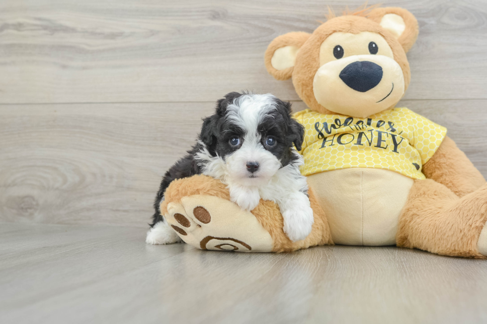 Mini Aussiedoodle Pup Being Cute