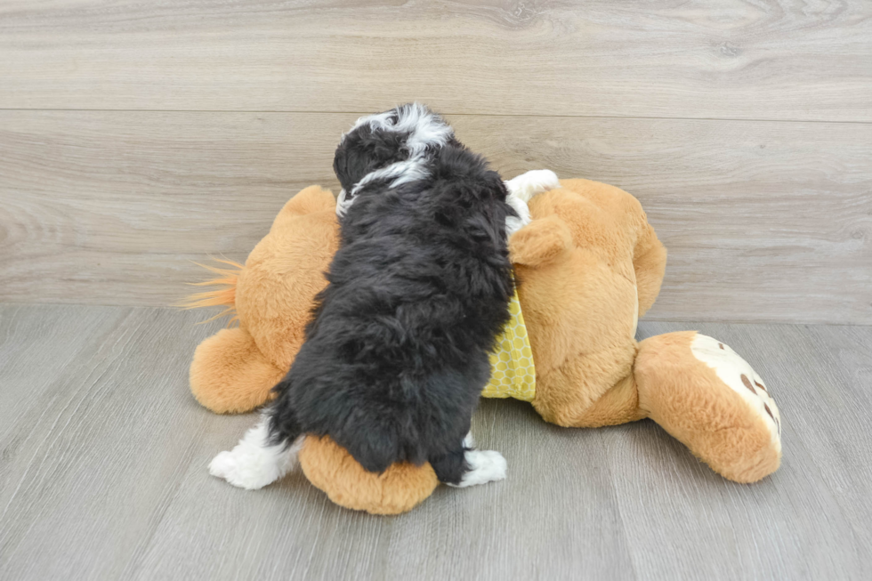 Mini Aussiedoodle Pup Being Cute