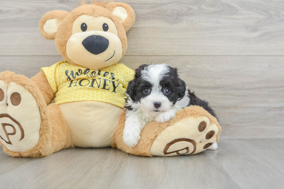 Best Mini Aussiedoodle Baby