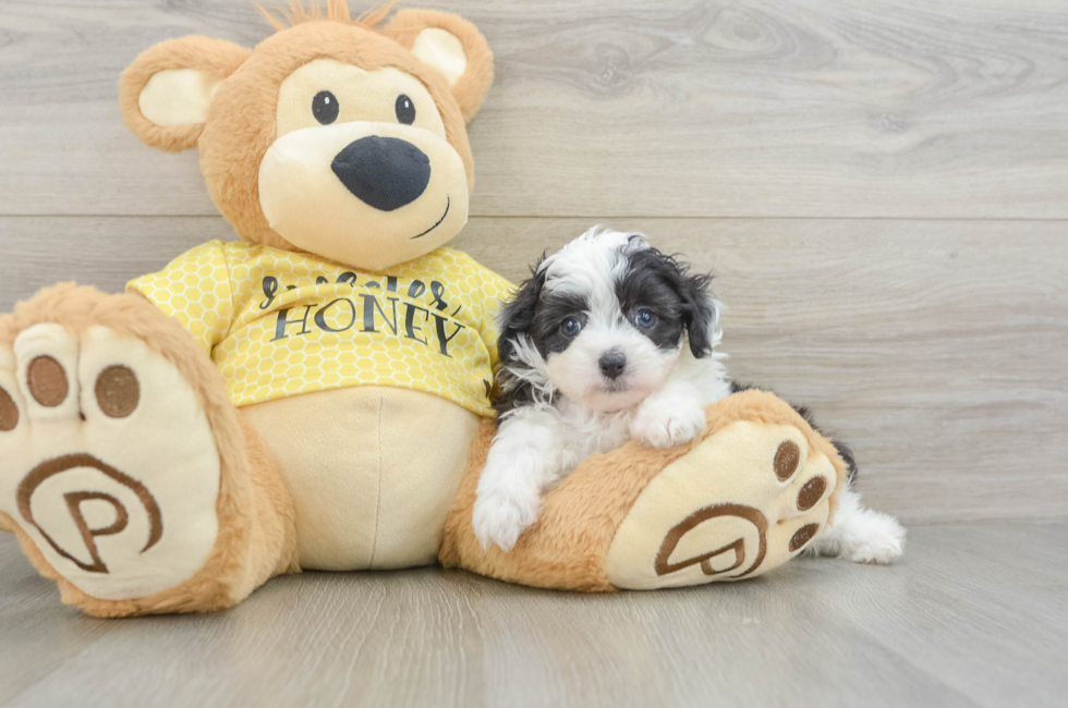 6 week old Mini Aussiedoodle Puppy For Sale - Windy City Pups