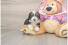 Mini Aussiedoodle Puppy for Adoption