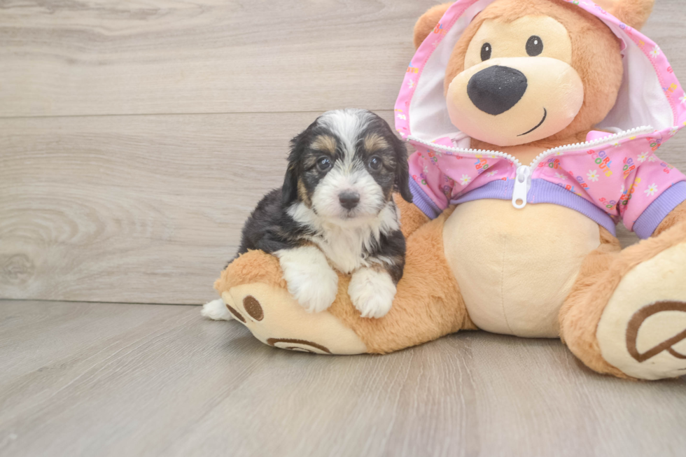 Mini Aussiedoodle Puppy for Adoption