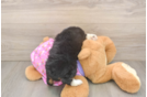 Fluffy Mini Aussiedoodle Poodle Mix Pup