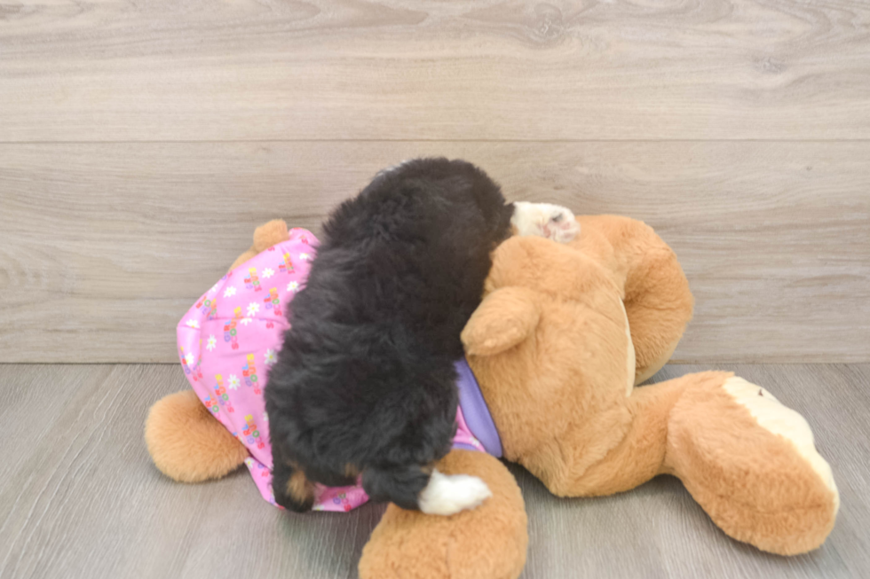 Fluffy Mini Aussiedoodle Poodle Mix Pup