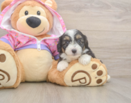 8 week old Mini Aussiedoodle Puppy For Sale - Windy City Pups