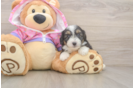 Small Mini Aussiedoodle Baby