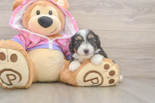 Small Mini Aussiedoodle Baby