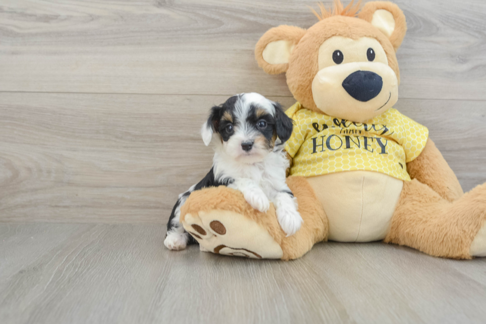 Best Mini Aussiedoodle Baby