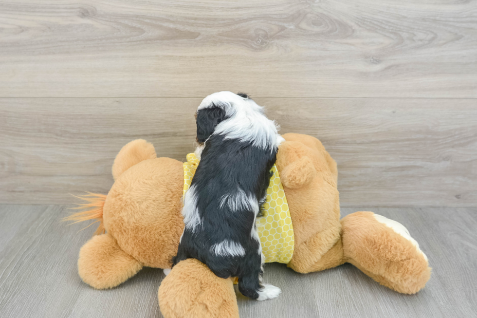 Mini Aussiedoodle Pup Being Cute