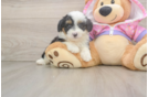 Mini Aussiedoodle Pup Being Cute