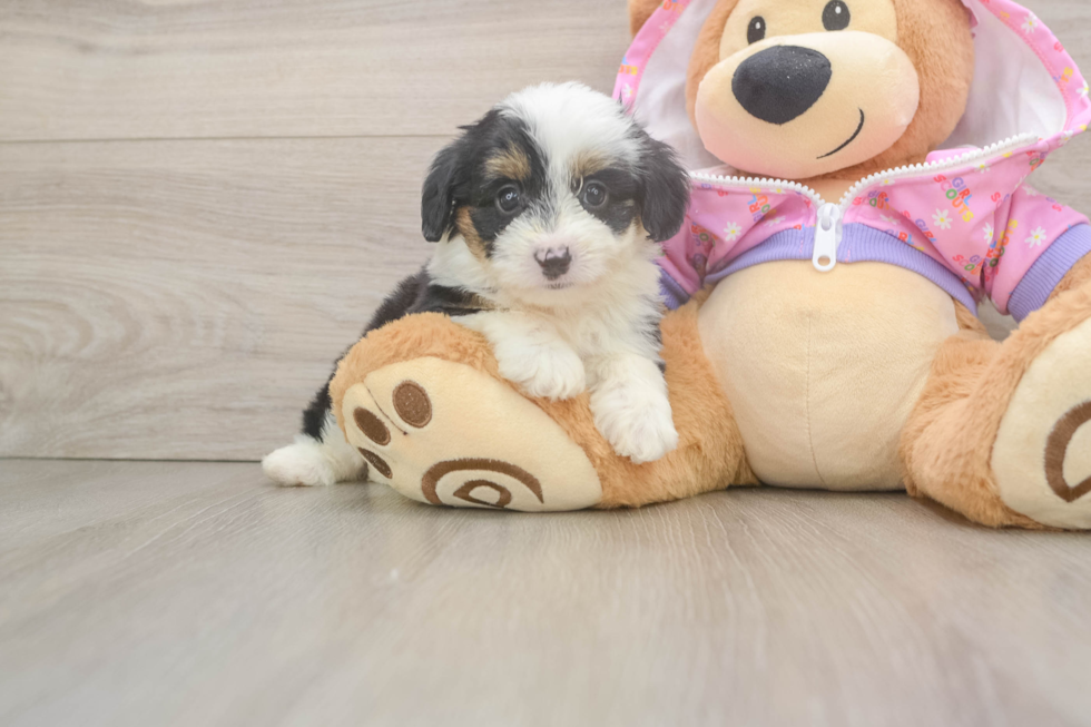 Mini Aussiedoodle Pup Being Cute