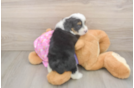 Mini Aussiedoodle Pup Being Cute