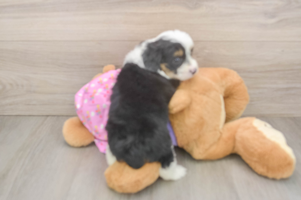 Mini Aussiedoodle Pup Being Cute