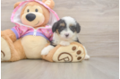 Hypoallergenic Aussiepoo Poodle Mix Puppy