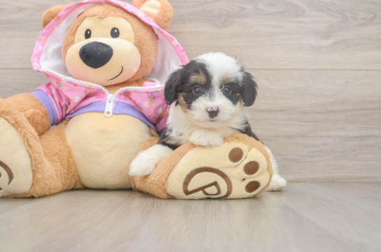 Hypoallergenic Aussiepoo Poodle Mix Puppy