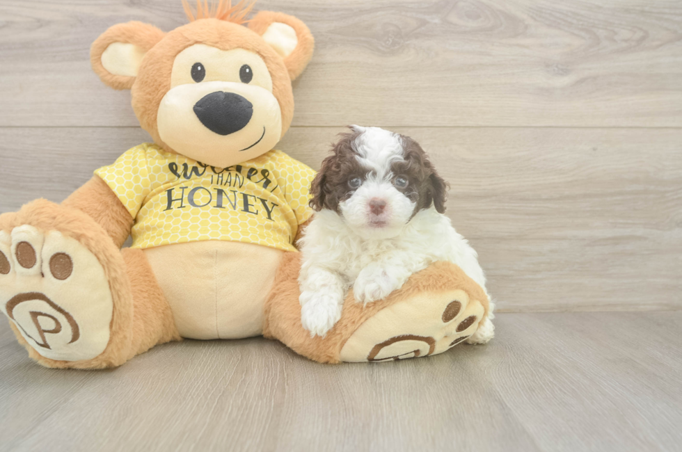 5 week old Mini Aussiedoodle Puppy For Sale - Windy City Pups