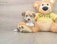 6 week old Mini Aussiedoodle Puppy For Sale - Windy City Pups