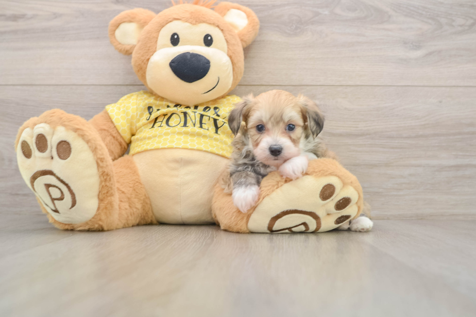 Petite Mini Aussiedoodle Poodle Mix Pup