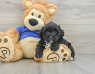 8 week old Mini Aussiedoodle Puppy For Sale - Windy City Pups