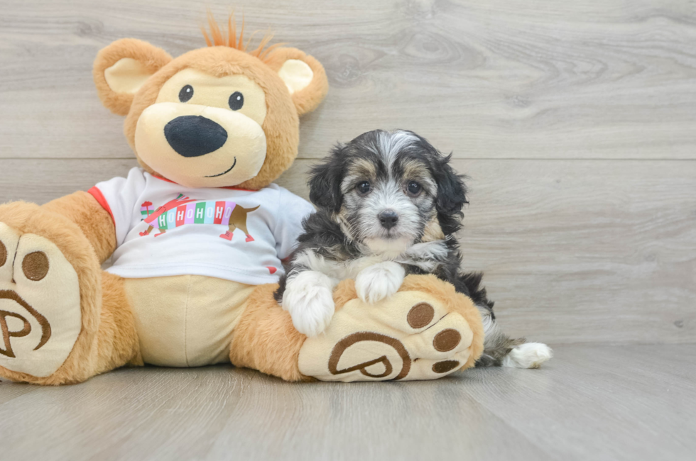 5 week old Mini Aussiedoodle Puppy For Sale - Windy City Pups