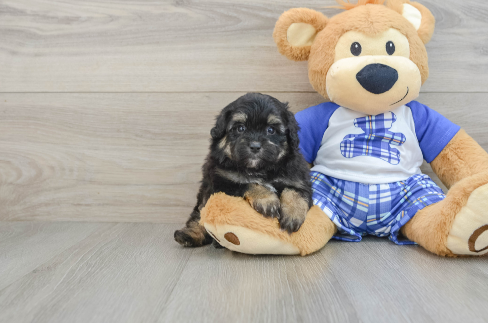 6 week old Mini Aussiedoodle Puppy For Sale - Windy City Pups