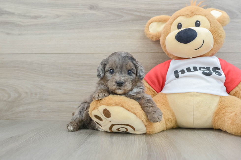 6 week old Mini Aussiedoodle Puppy For Sale - Windy City Pups