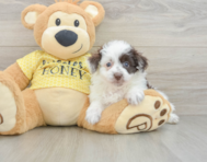 8 week old Mini Aussiedoodle Puppy For Sale - Windy City Pups