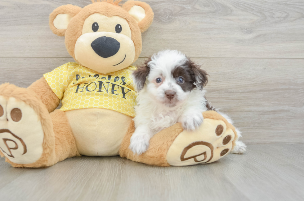 6 week old Mini Aussiedoodle Puppy For Sale - Windy City Pups