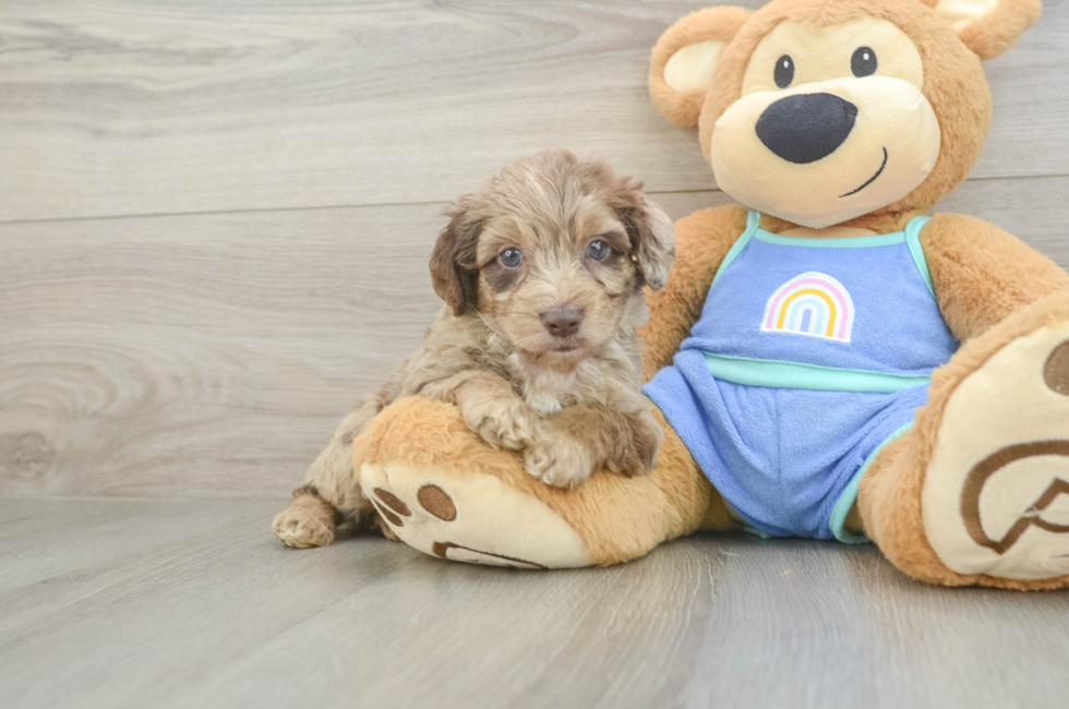5 week old Mini Aussiedoodle Puppy For Sale - Windy City Pups