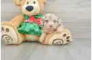 Hypoallergenic Aussiepoo Poodle Mix Puppy