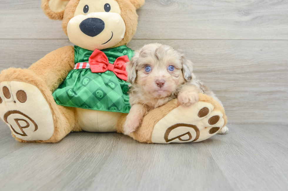 6 week old Mini Aussiedoodle Puppy For Sale - Windy City Pups