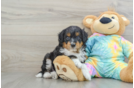 Mini Aussiedoodle Puppy for Adoption