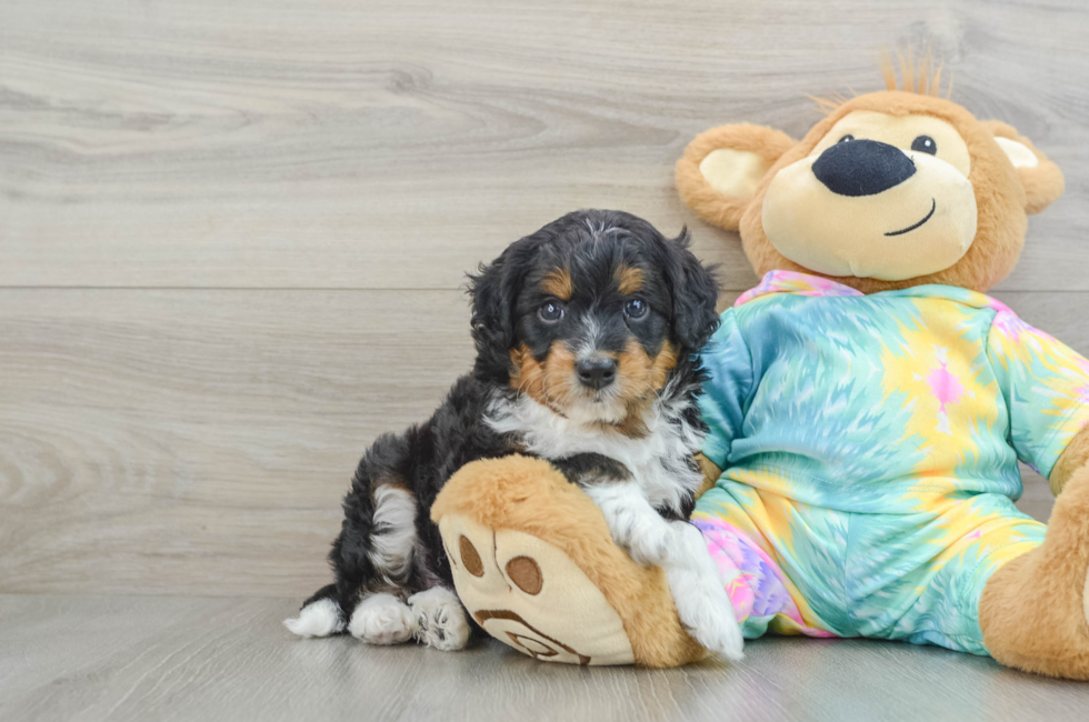 5 week old Mini Aussiedoodle Puppy For Sale - Windy City Pups