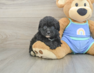 6 week old Mini Aussiedoodle Puppy For Sale - Windy City Pups