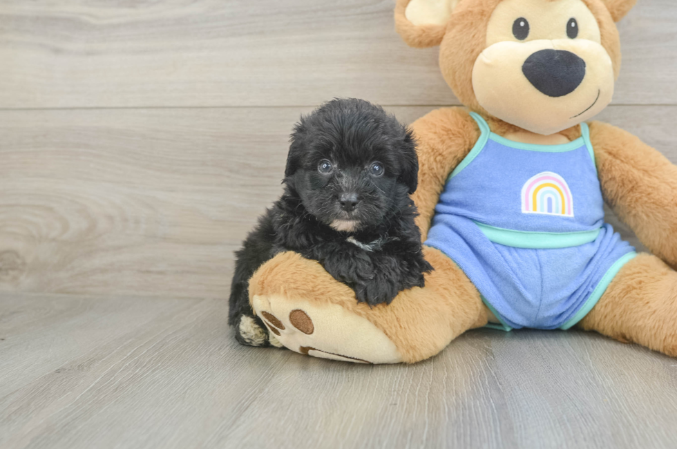 5 week old Mini Aussiedoodle Puppy For Sale - Windy City Pups