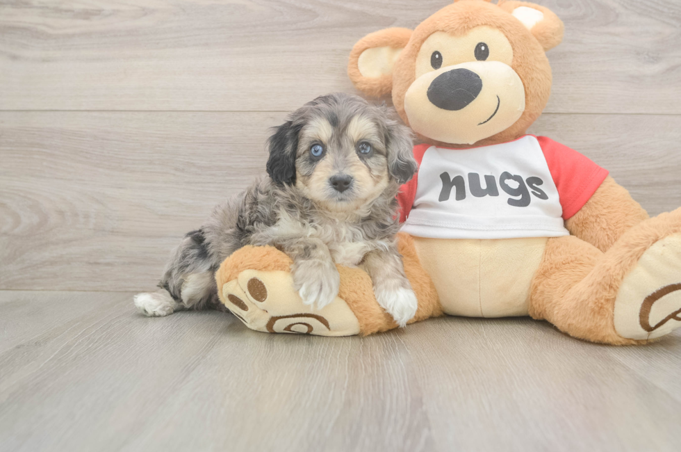 5 week old Mini Aussiedoodle Puppy For Sale - Windy City Pups