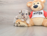 5 week old Mini Aussiedoodle Puppy For Sale - Windy City Pups